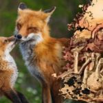 Μόνο 15 δευτερόλεπτα για να βρείτε την αλεπού: ένα μυστήριο με μια ανατροπή που μόνο λίγοι μπορούν να κατακτήσουν Μόνο 15 δευτερόλεπτα για να βρείτε την αλεπού: ένα μυστήριο