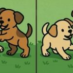 Τεστ IQ: βρείτε 3 διαφορές στις εικόνες δύο κουταβιών σε