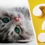 Μόνο οι άνθρωποι με υψηλό IQ θα εντοπίσουν μια γάτα