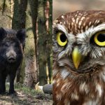 Μόνο οι άνθρωποι με ισχυρό IQ θα βρουν την πονηρή