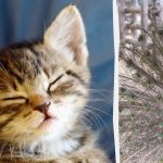 Όλοι βλέπουν ένα παγώνι και μόνο οι άνθρωποι με υψηλό