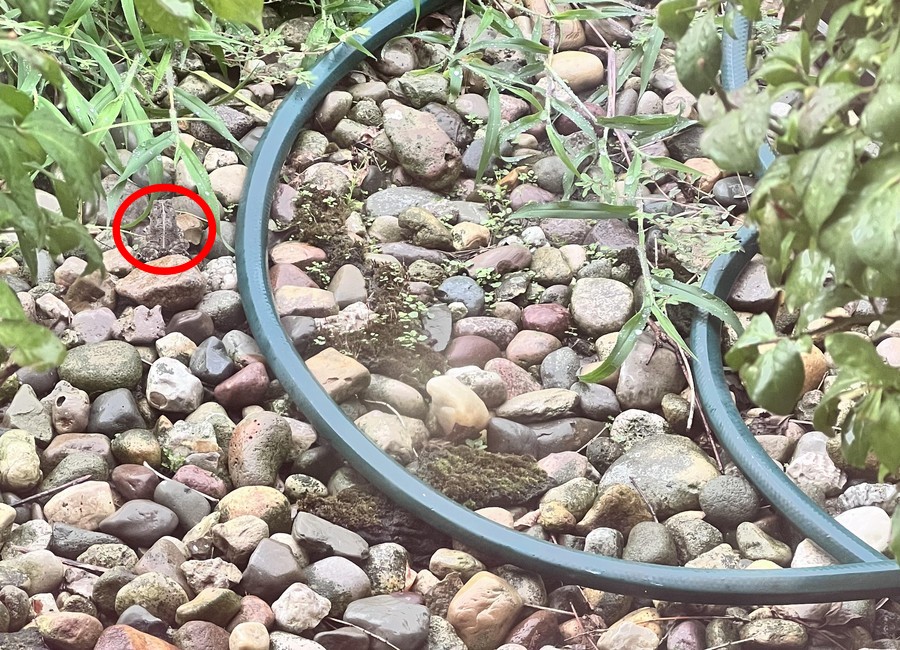 Αποκάλυψη της οπτικής ψευδαίσθησης