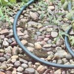 Ενδιαφέρον τεστ IQ: προσπαθήστε να βρείτε τον κρυμμένο βάτραχο σε