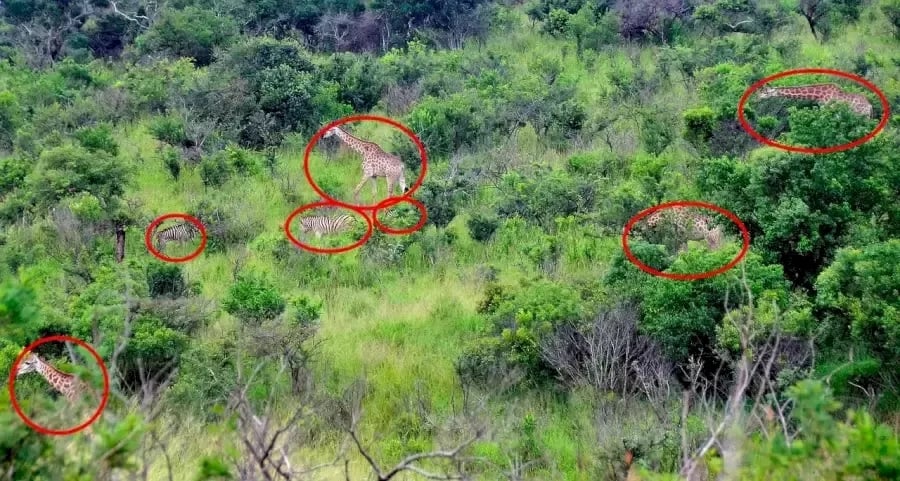 Οπτική ψευδαίσθηση