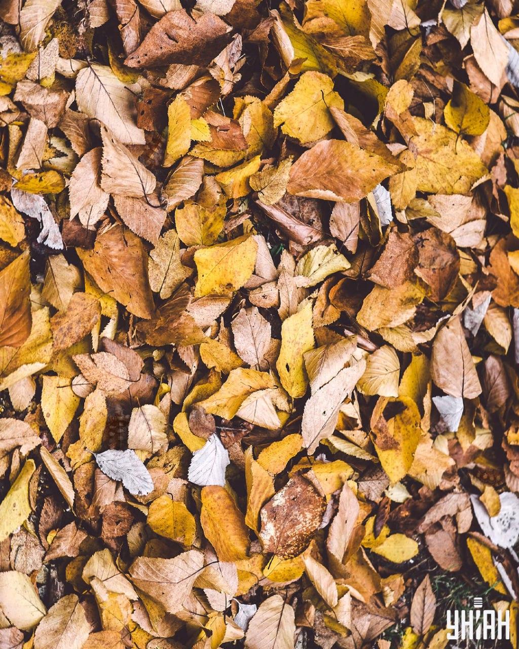 Βρείτε χελώνες ανάμεσα στα φύλλα / κολάζ Moje