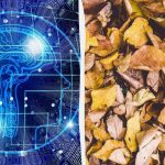 Γρήγορο τεστ IQ: βρείτε τρεις χελώνες ανάμεσα στα φύλλα σε