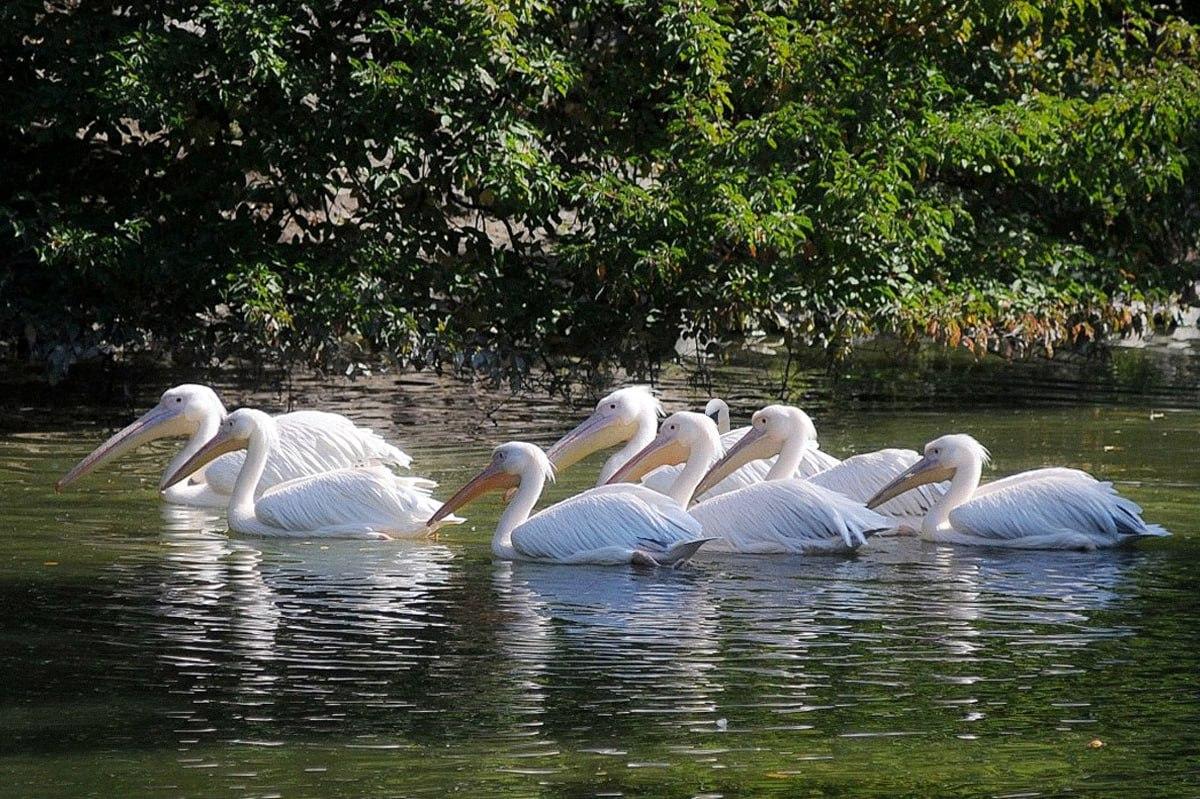 Χρειάζονται λιγότερα από 10 δευτερόλεπτα για να βρεις ένα πουλί που διαφέρει από τα υπόλοιπα / Κολάζ Moje