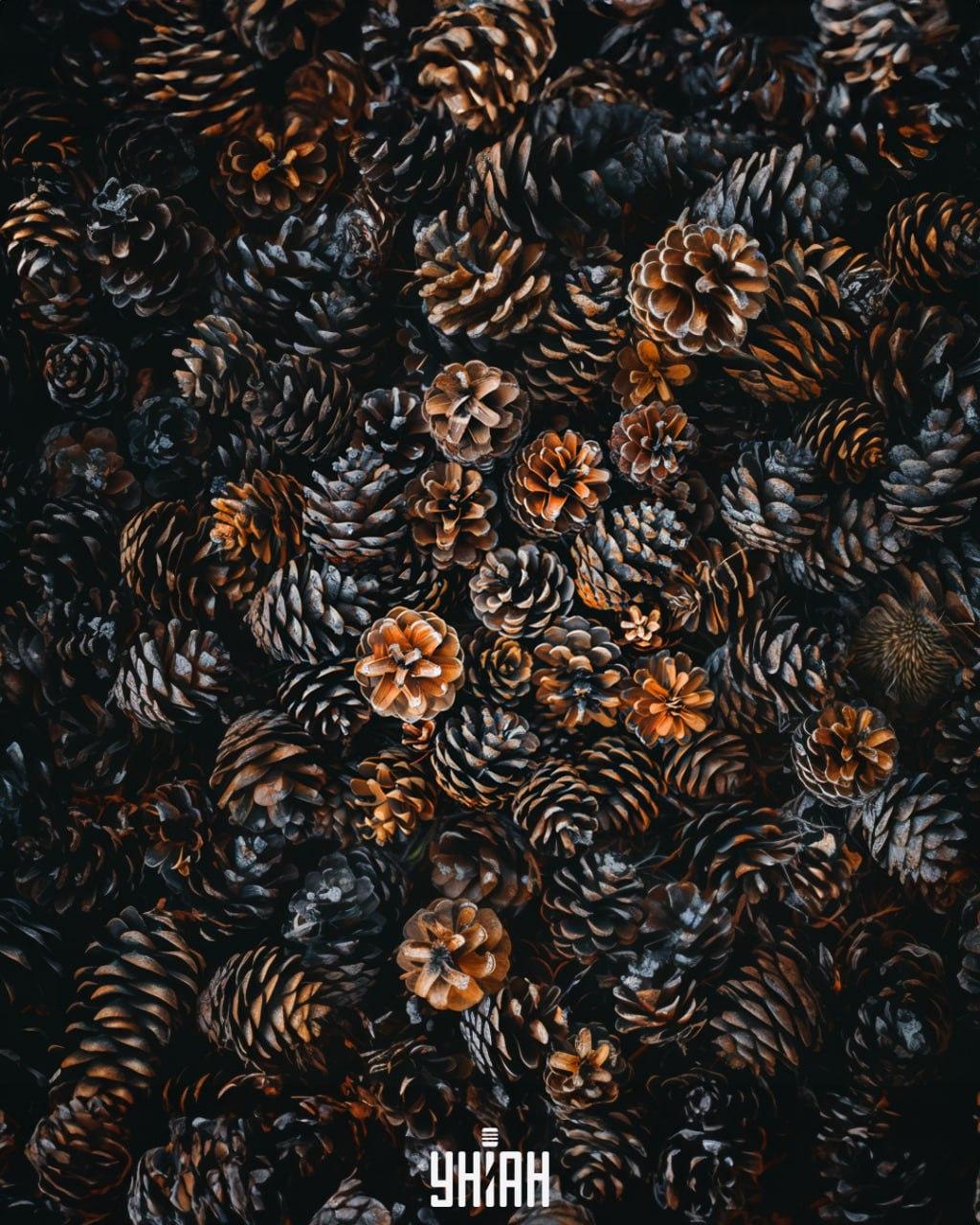 Είναι απαραίτητο να βρεθεί ένας σκαντζόχοιρος ανάμεσα στους κώνους / Moje κολάζ